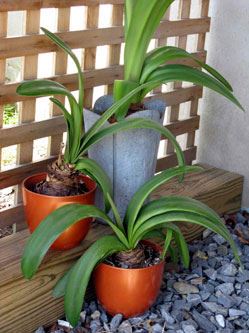  Amaryllis plants transitioning outdoors for the summer