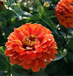 Benary’s Giant Orange.jpg