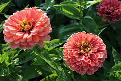 Best Zinnias For Cutting.jpg