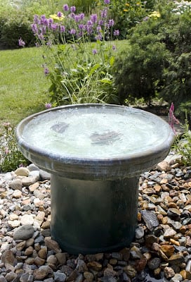 birds-friendly water features.jpg