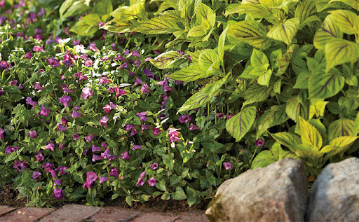 Blue-flowered Torenia.jpg