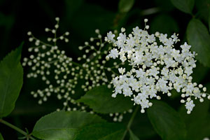 Easy-Care Fruits - Elderberry.jpg