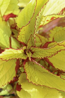 Impatiens downy mildew.jpg