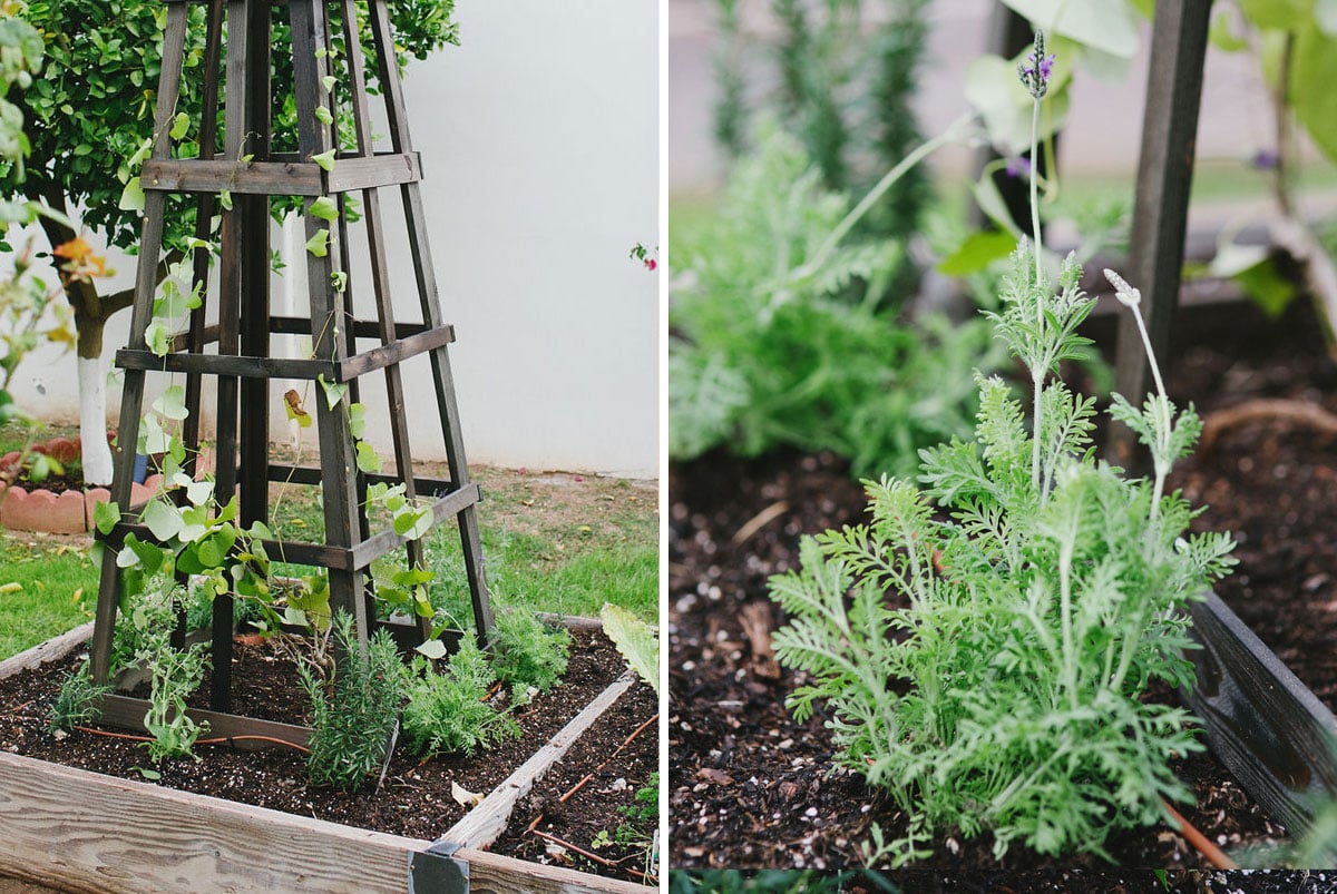 Obelisk to Garden Beds 4.jpg