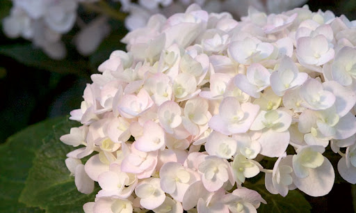 Prune Hydrangea.jpg