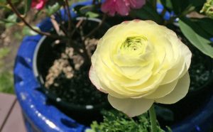 ranunculus-bloom.jpg