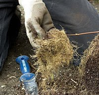 Root-pruning-hydrangea-3.jpg