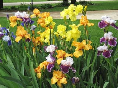 Summer Care for Tall Bearded Iris 1.jpg