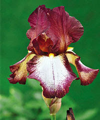 Summer Care for Tall Bearded Iris 2.jpg