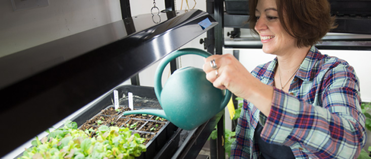 Employee watering seedlings in light garden