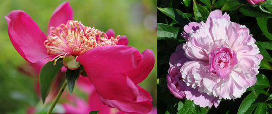 single peony and double peony