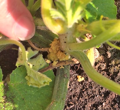 Frass indicates presence of squash-vine bore 