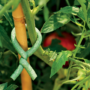 Tomato ties