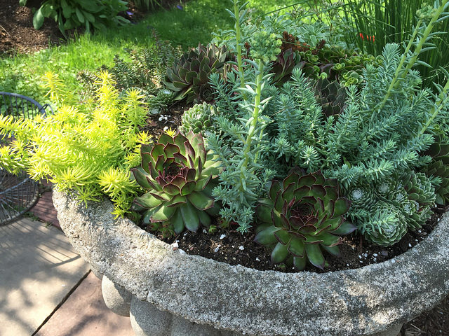 Sedum and sempervivums growing in a concrete urn