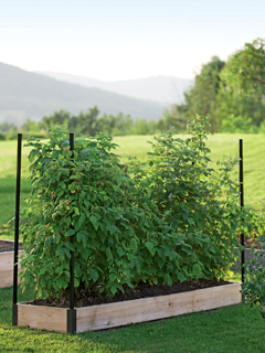 Raspberries growing in a raised bed