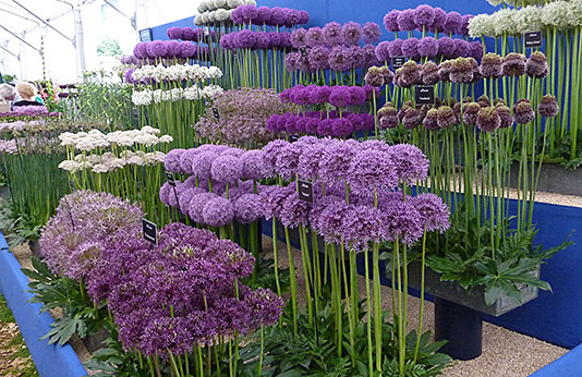 Giant alliums