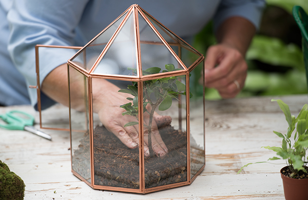 Positioning plants in the terrarium