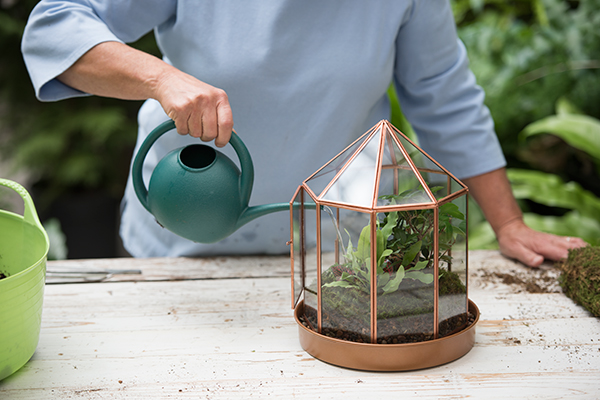 How to water a terrarium