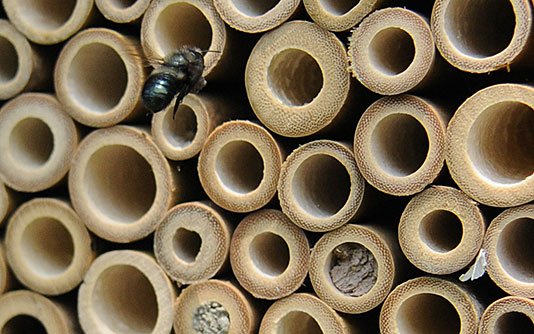 Mason bee 