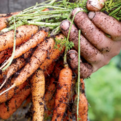 Carrot harvest