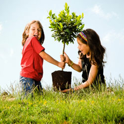 Plant a tree