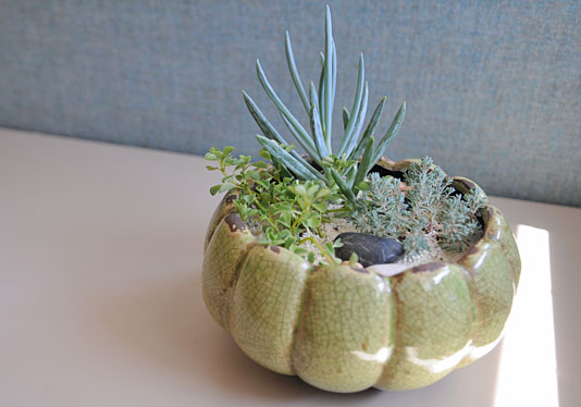 Succulent garden for a desktop