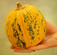 Kakai hull-less pumpkin