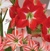 Amaryllis 