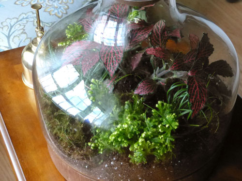 variety of terrarium plants 