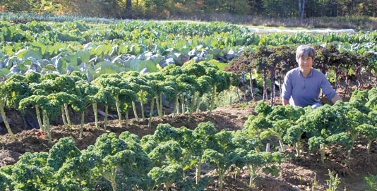 Kale in the trials field at High Mowing Seeds 