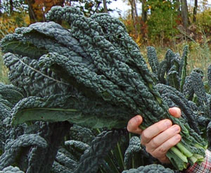 Lacinato kale