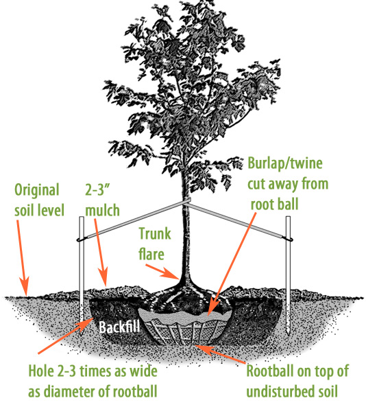 How to plant a tree