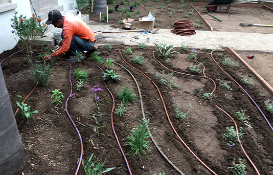 Drip irrigation