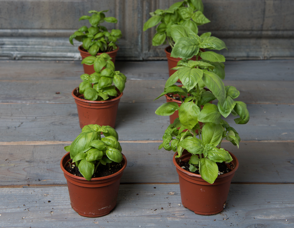 Basil seedlings