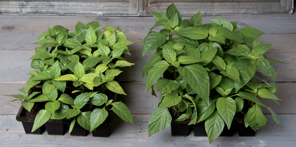 Pepper seedlings