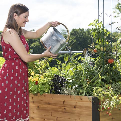 Watering techniques for raised beds