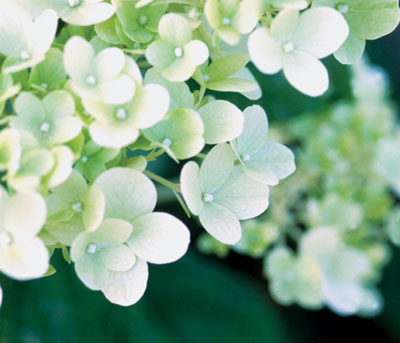 Limelight hydrangea