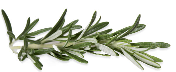 Rosemary sprig