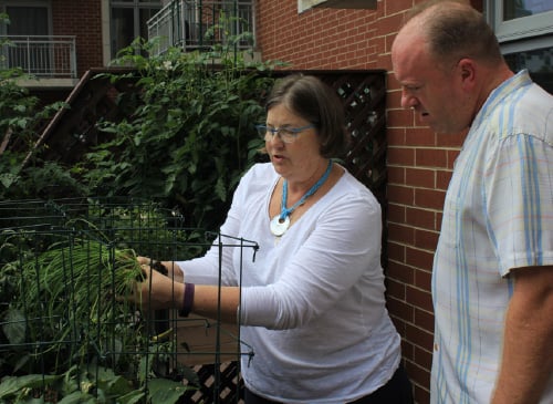 Jerry dividing chives in his Chicago garden