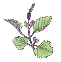 Shiso