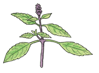 Thai basil