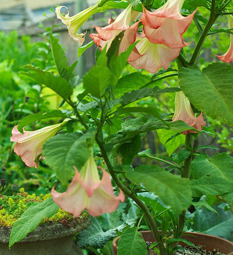 Brugmansia