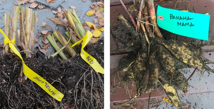 canna and dahlia tubers