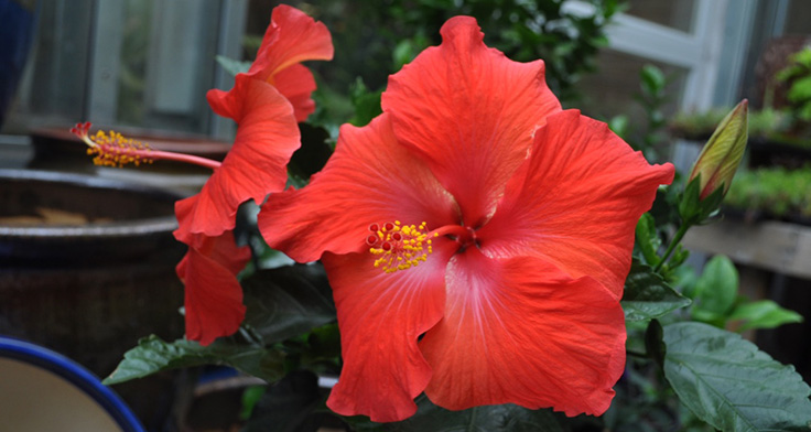 Hibiscus