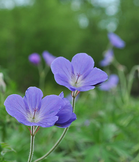 cranesbill