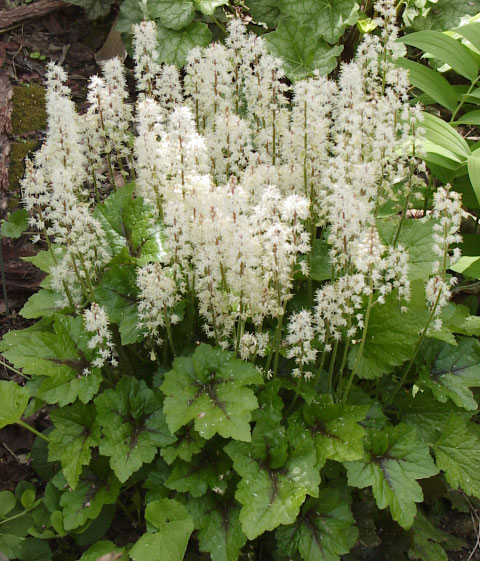 foamflower