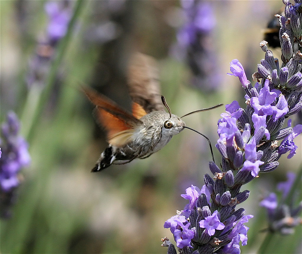 hummingbird hawk moth