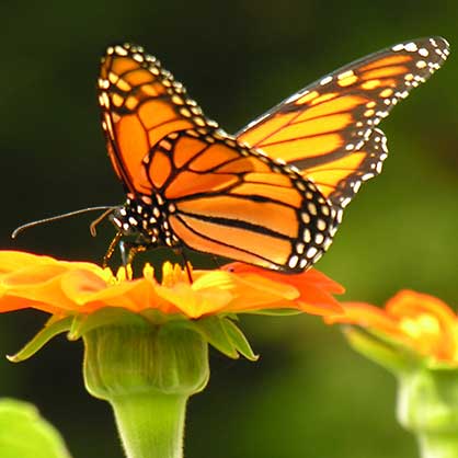 monarch butterfly