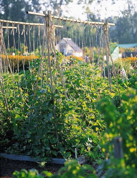 bamboo pea trellises 