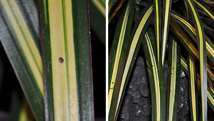 scale insects